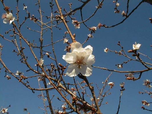 上州鬼石冬桜3